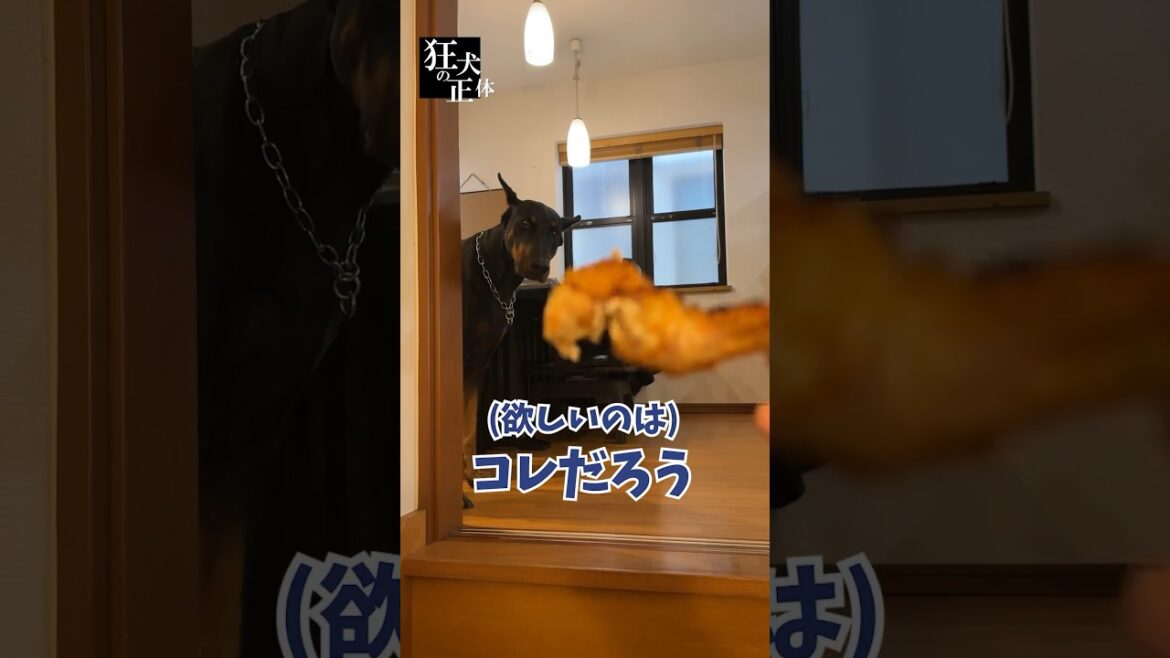 何がなんでもパパとは散歩に行きたくドーベルマンを手羽先で吊ってみた結果Part.2