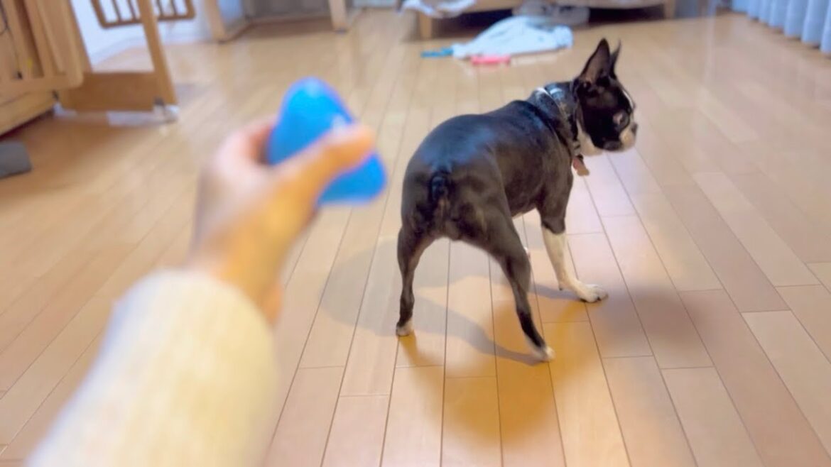 投げたフリにいつまでも引っかかってしまうボストンテリア 投げたフリにいつまでも引っかかってしまうボストンテリア