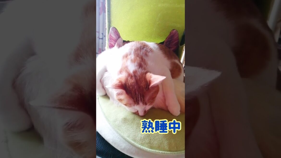 【ねこ動画】ゆきちゃんに覆いかぶさって熟睡中のきなこ🐱 #shorts #猫 #子猫