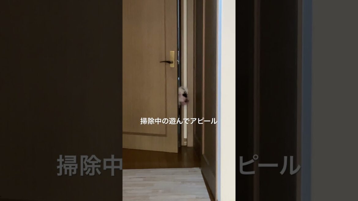 控えめにしっかりアピール　ボクサー犬