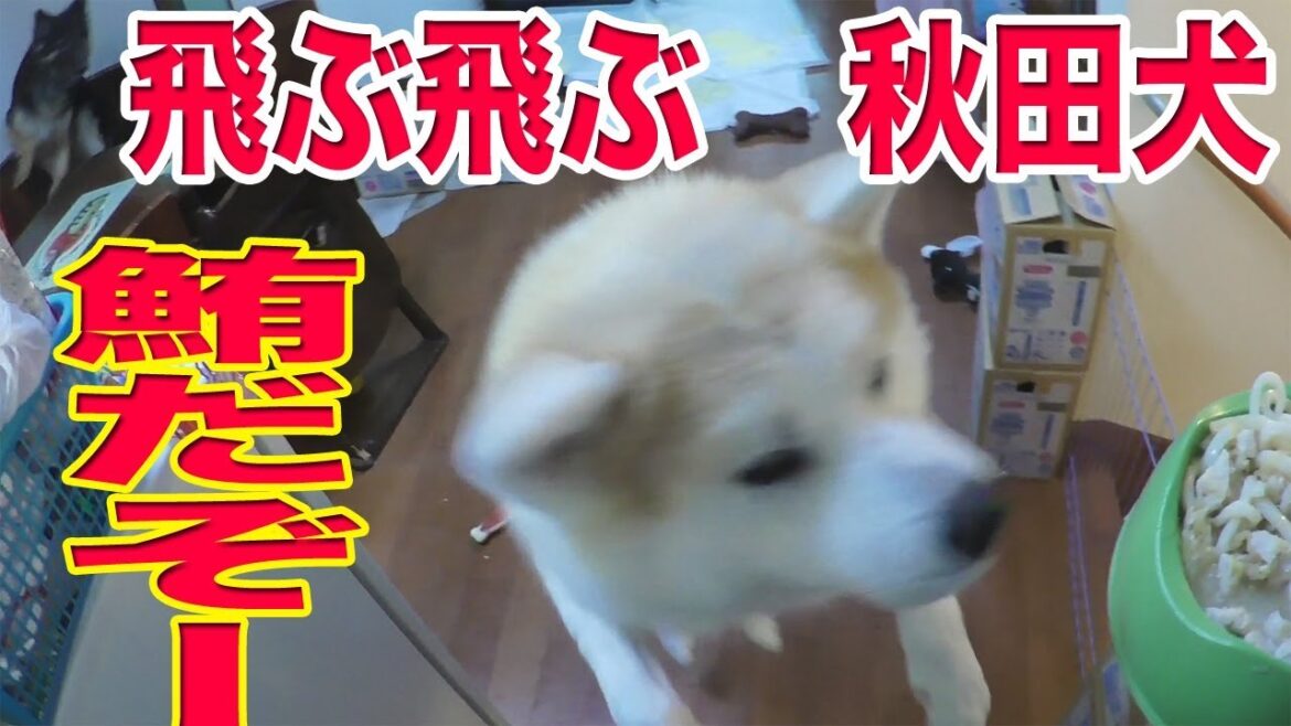 飛びます! 秋田犬 ジャーマンシェパード犬 食事だよ 飛びます! 秋田犬 ジャーマンシェパード犬 食事だよ