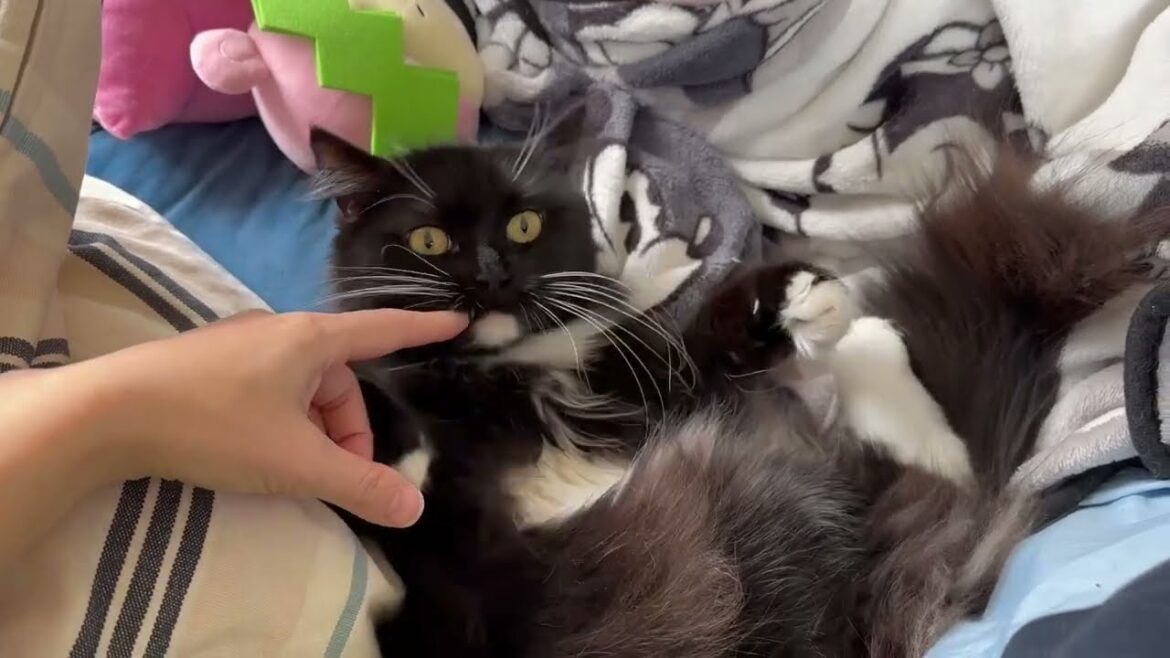 体調不良の子供の近くに来る猫　ノルウェージャンフォレストキャット　ラガマフィンcat comforting a sick child. Norwegian Forest Cat. Ragamuffin
