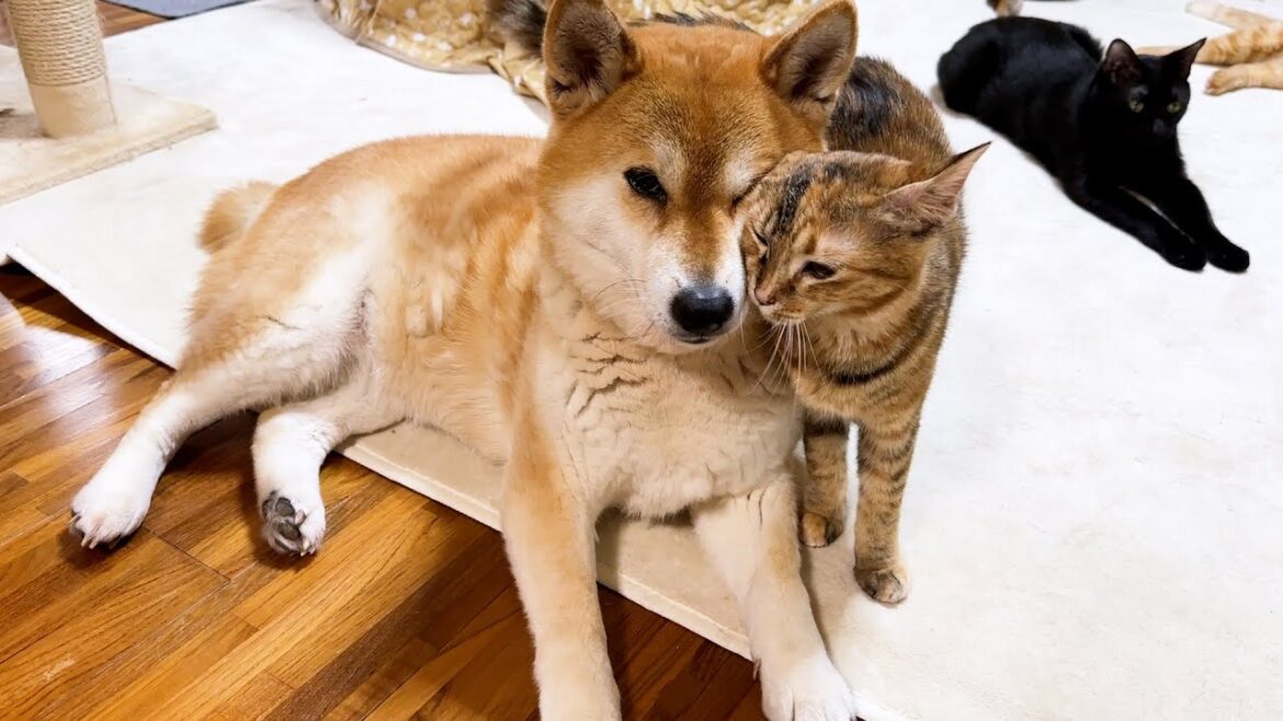 猫たちの柴犬ママはいつでも甘えさせてあげ、1匹だけ離れた猫がいるとすぐに駆けつけます 猫たちの柴犬ママはいつでも甘えさせてあげ、1匹だけ離れた猫がいるとすぐに駆けつけます