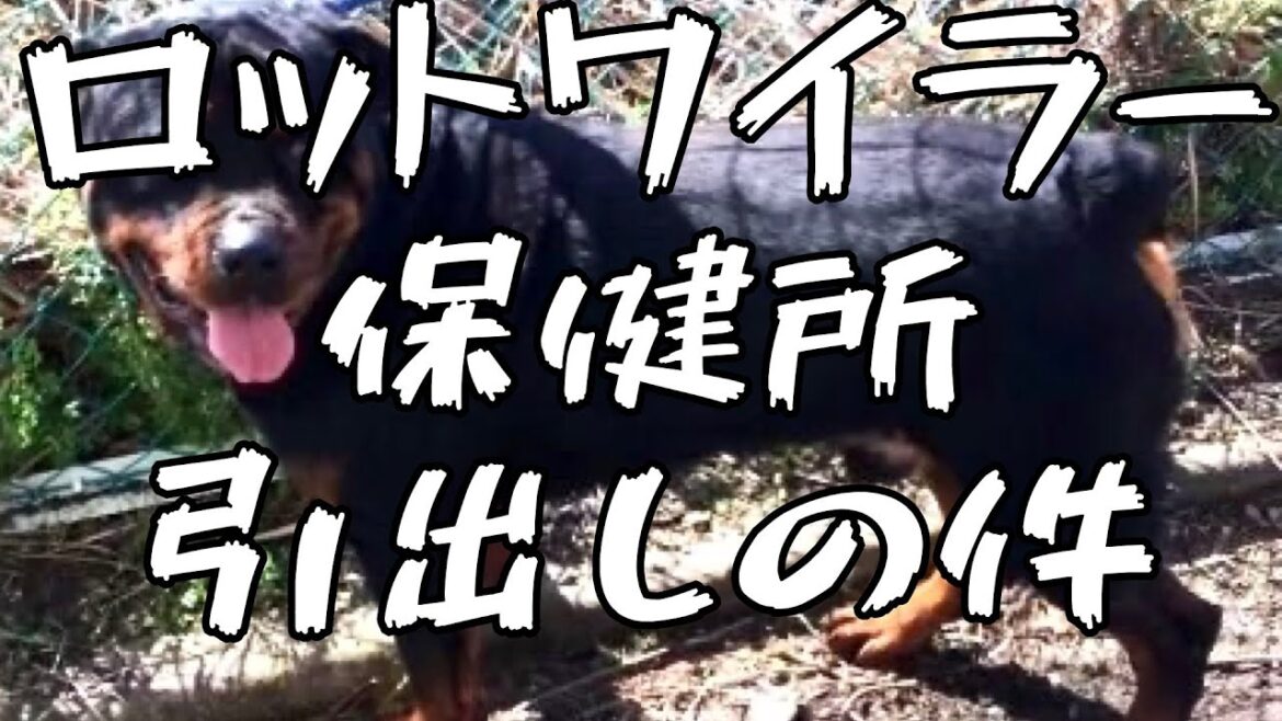 【攻撃性のあるロットワイラー】迎入れ日程とピットブルの喧嘩 【攻撃性のあるロットワイラー】迎入れ日程とピットブルの喧嘩