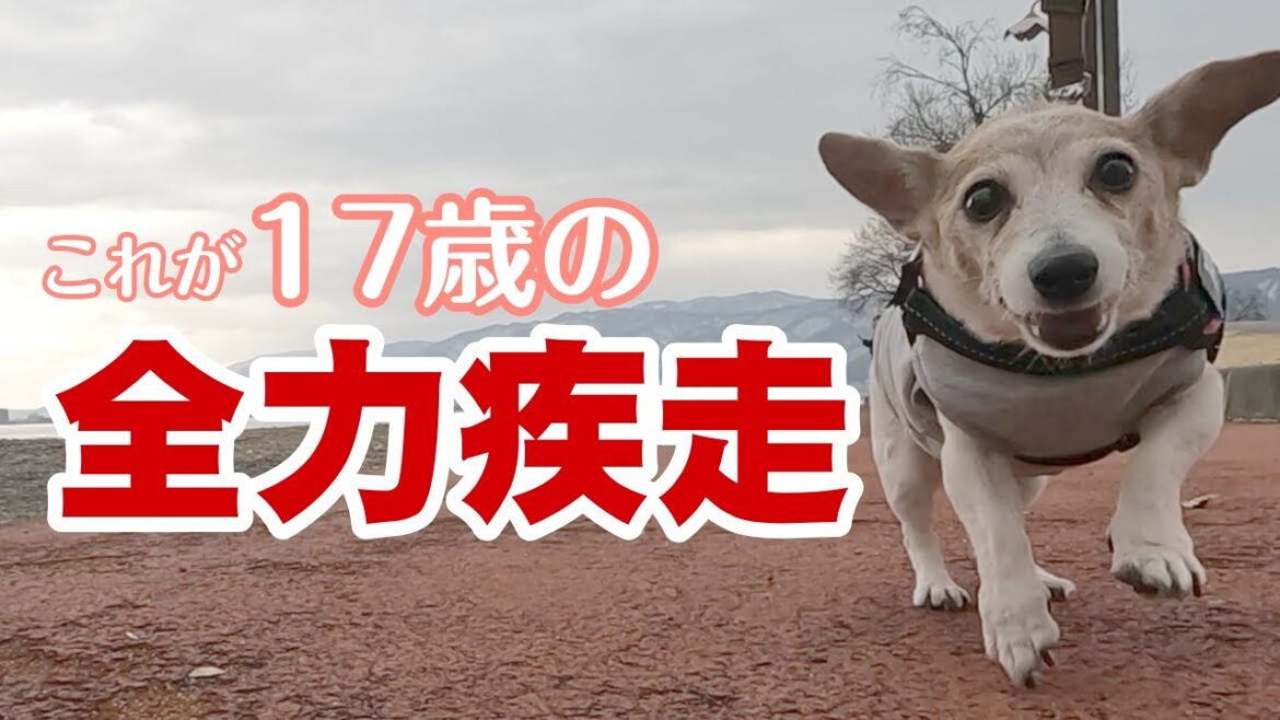 【17歳ハイシニア犬】楽しくて全力疾走！走る姿が可愛すぎました！！