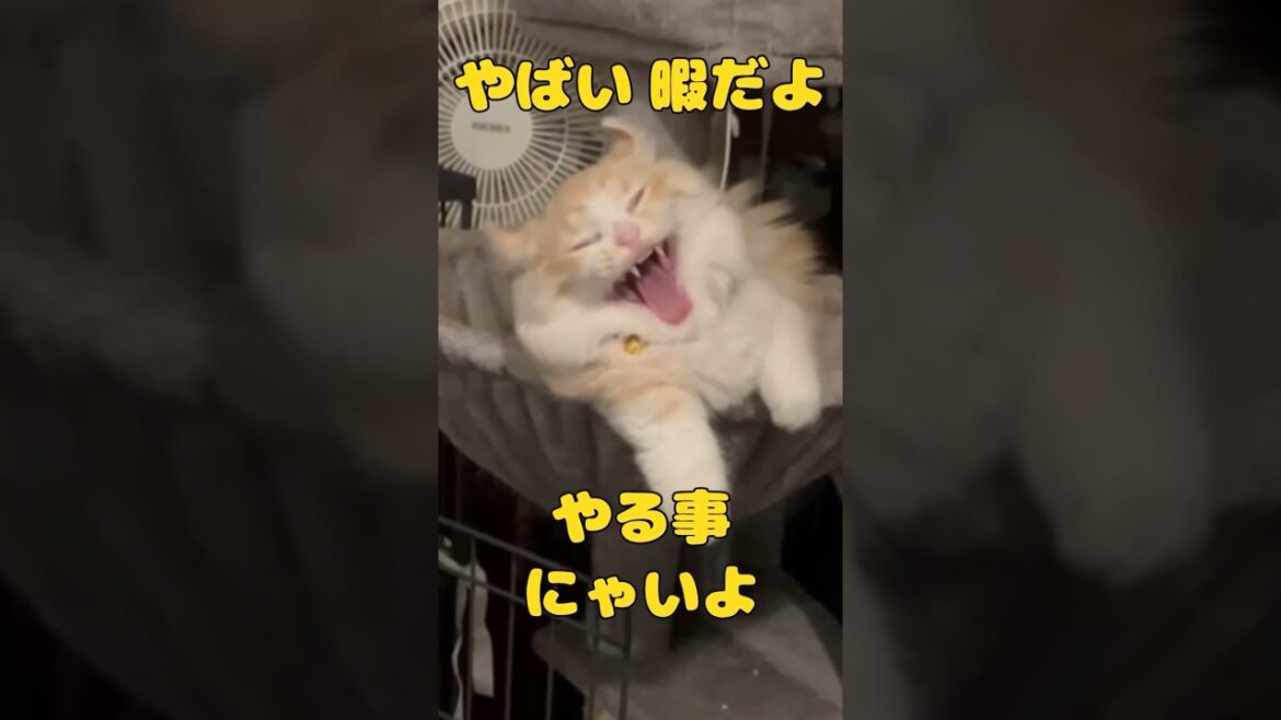 すんごい顔で大あくびする仔猫