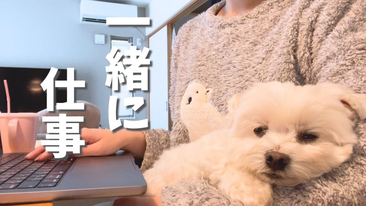 引きこもりフリーランスと犬の平日ルーティン