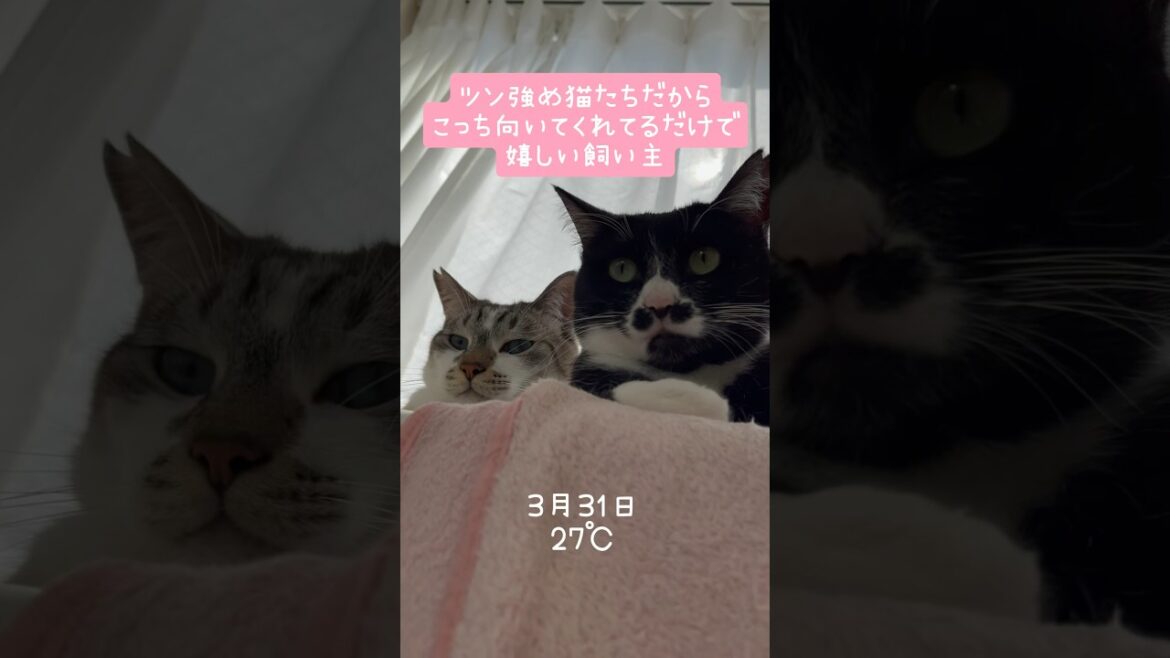 ツン強め猫により喜びのポイントが浅い飼い主 #shorts #元保護猫 #元野良猫