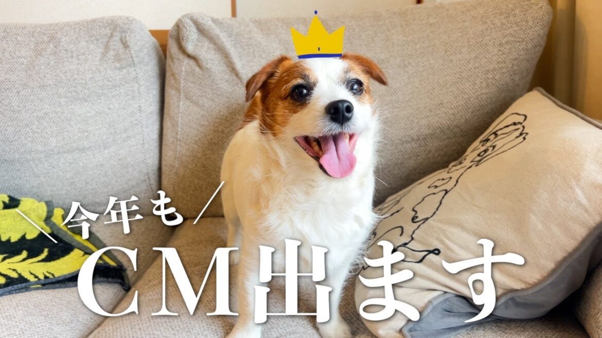 今年も全国放送のCMモデルになりました/ネクスガード/ジャックラッセルテリア
