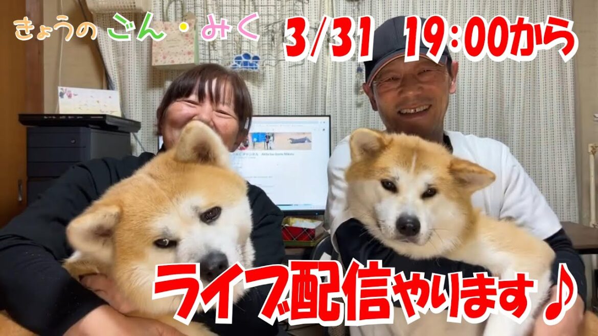 ごん・みくファミリー♡　ライブ配信♪　秋田犬【ごん・みく チャンネル】