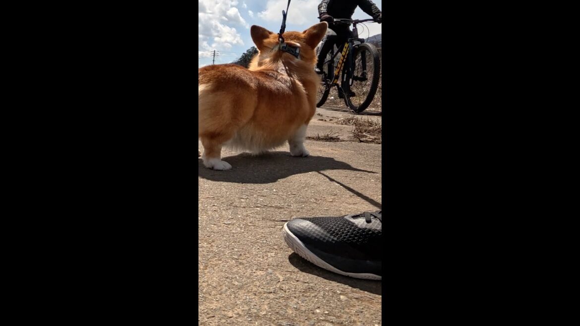 通過する自転車を見送るコーギー / Corgi watching a passing bicycle #コーギー #サクラ #sakura