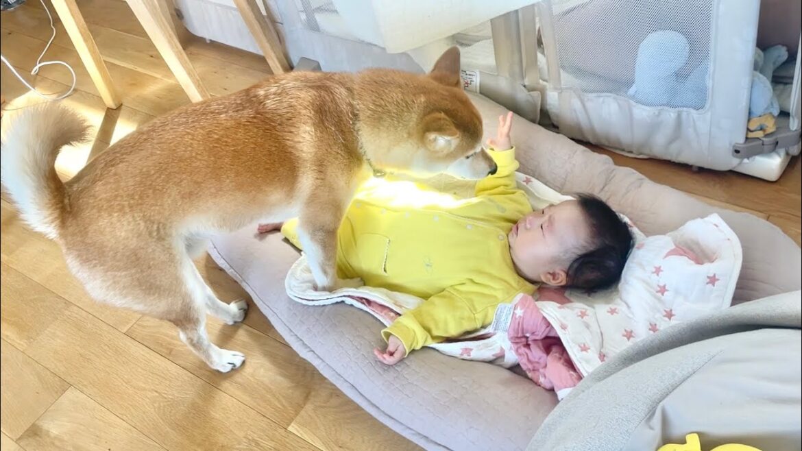 赤ちゃんがギャン泣きしてると柴犬兄さんがそばに来てくれた