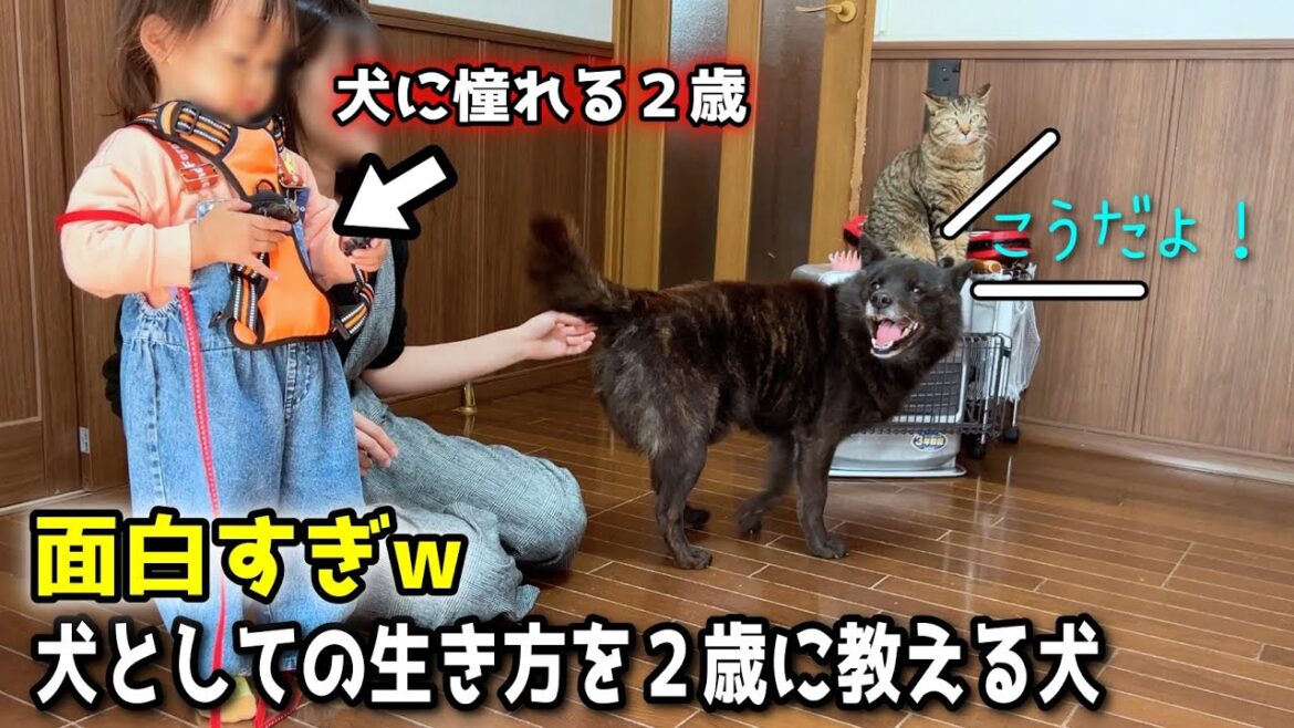 犬としての生き方をレクチャーする甲斐犬【甲斐犬一休と猫のしずく】