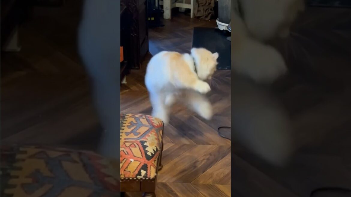 【キンカロー】テンション爆上げ猫【マンチカール】