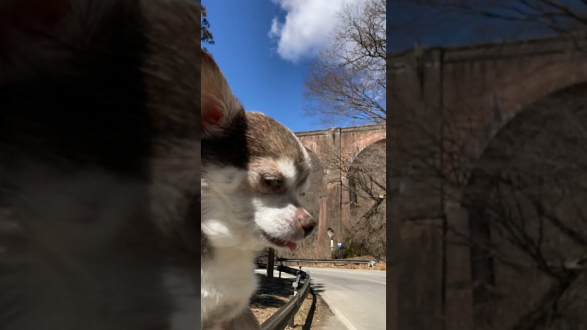 一応スムースコートチワワ チョ子ちゃんとめがね橋 #Shorts #dog