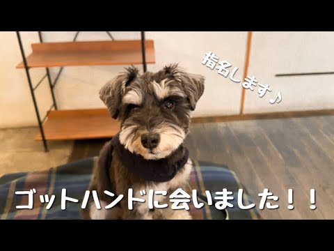 ゴットハンドに会いました!!マッサージをねだって芋虫になったミニチュアシュナウザー🐾 ゴットハンドに会いました!!マッサージをねだって芋虫になったミニチュアシュナウザー🐾