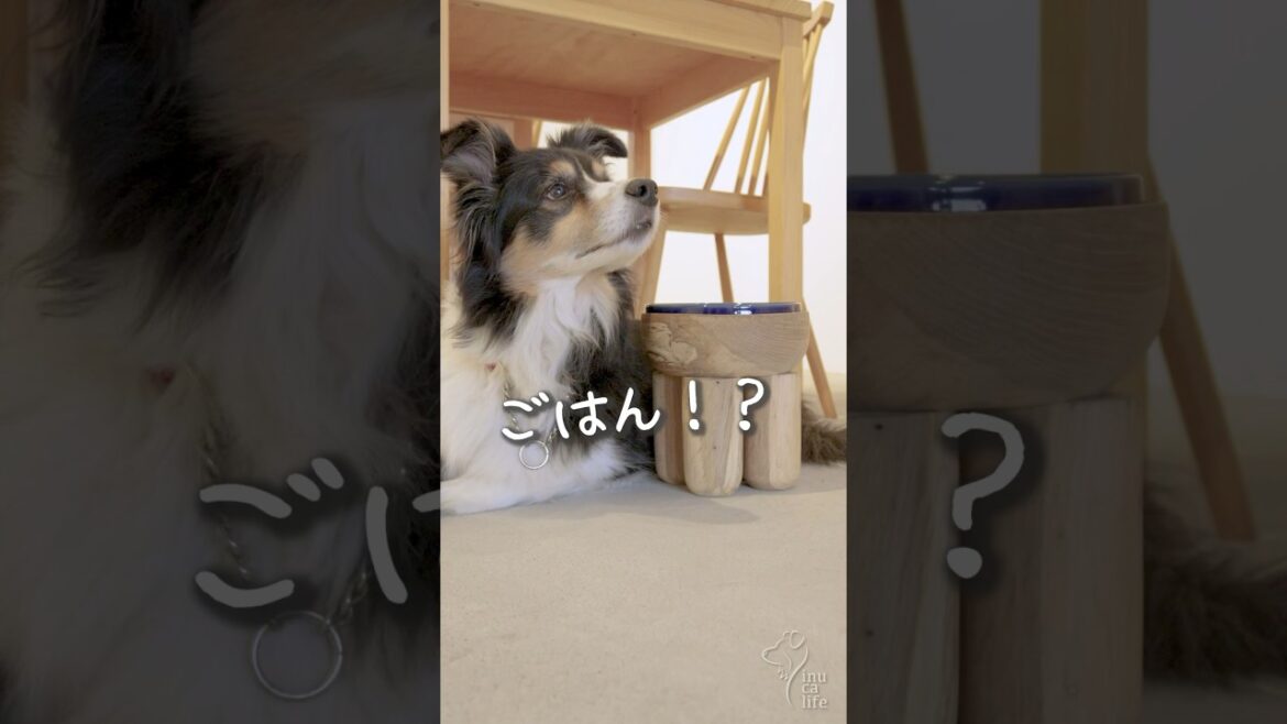 新しいごはん台でごはんだよ！ #ボーダーコリー #オーストラリアンシェパード #犬dog