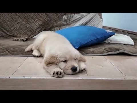 この格好は何だろう(笑)今は人生を左右する大切な時期なんです。【Golden Retriever japan】 この格好は何だろう(笑)今は人生を左右する大切な時期なんです。【Golden Retriever japan】