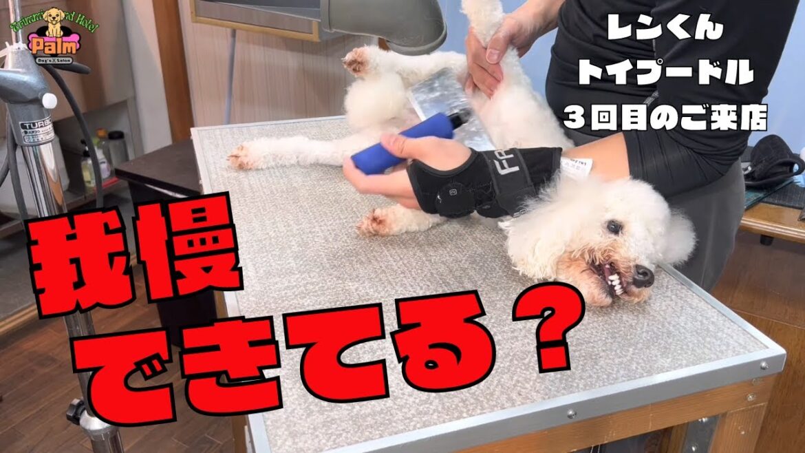噛み犬トリミングでトイプードルがお家でもお利口さんに！！