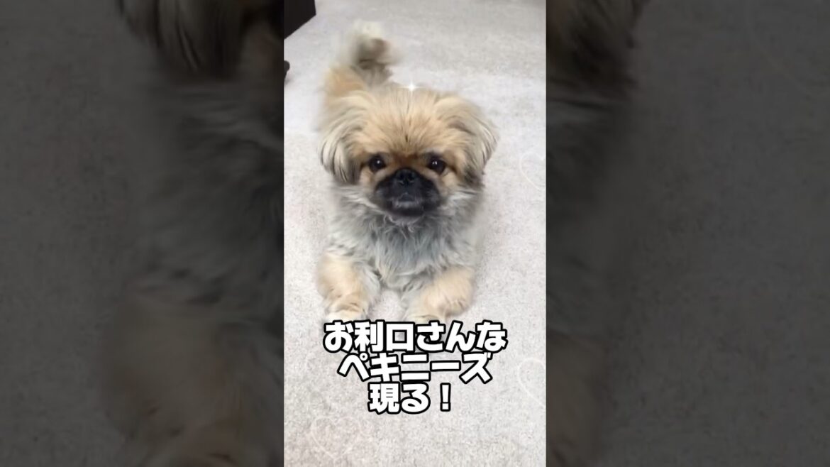 お手、おかわり上手に出来ます🐶#shorts #pekingese #dog #ペキニーズ