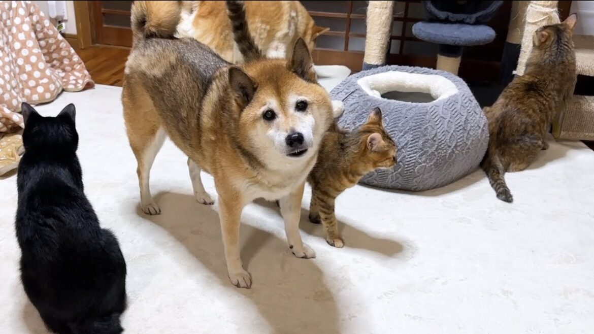 朝から雷ゴロゴロ、柴犬の側は安全地帯。集合する猫大家族