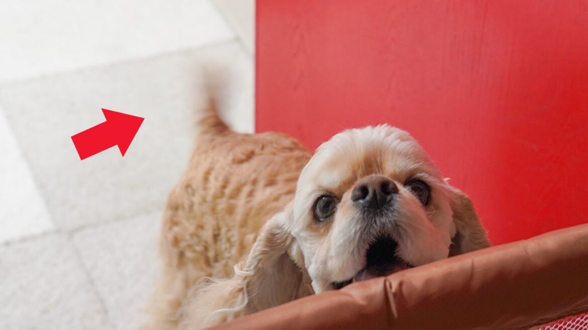 ご飯が嬉しすぎた結果尻尾がやばいアメリカンコッカースパニエル