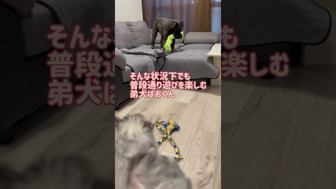 【れおぱおチャンネル】我が家を警備するれおんくんとは対照的な弟犬ぱおくん　#愛犬　#多頭　#シュナウザー　#れおぱおチャンネル　#dog