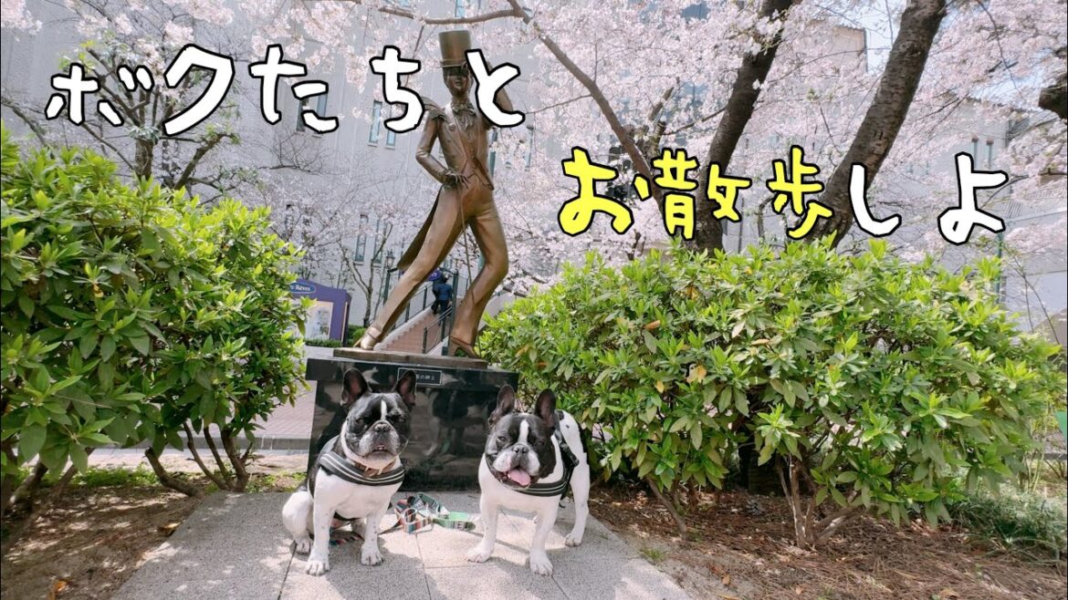 【兵庫県宝塚市】ワンコと一緒にお花見散歩している気分になれるかな♪