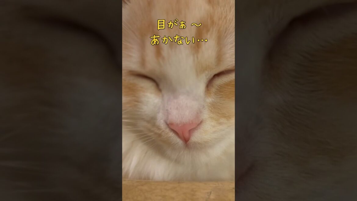 【キンカロー】寝落ちする猫【マンチカール】