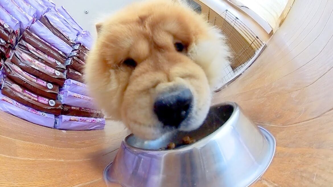 フゴフゴフゴフゴフゴしながら朝食を召し上がるチャウチャウ犬