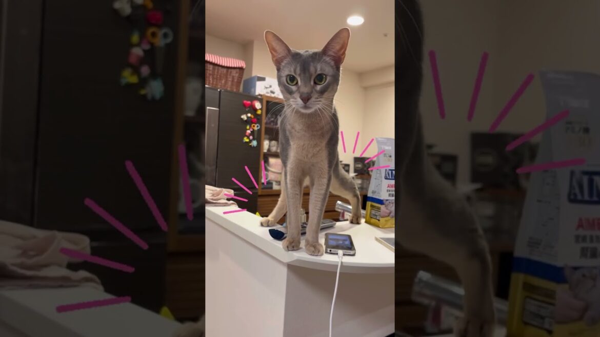 振り返ればジョジョ立ちをしているうちの猫さん #shorts #猫 #アビシニアン