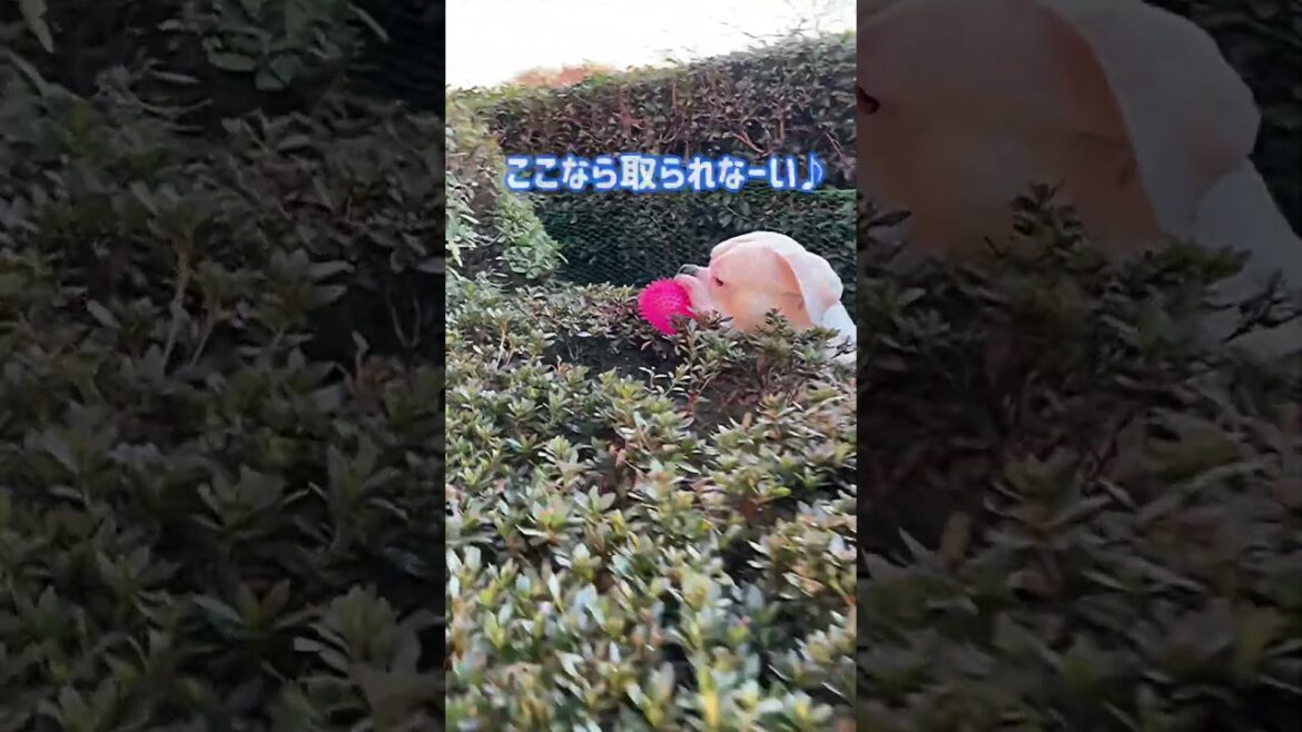 これ好きなんだ〜🐶ゴールデンレトリバー　ボクサー犬