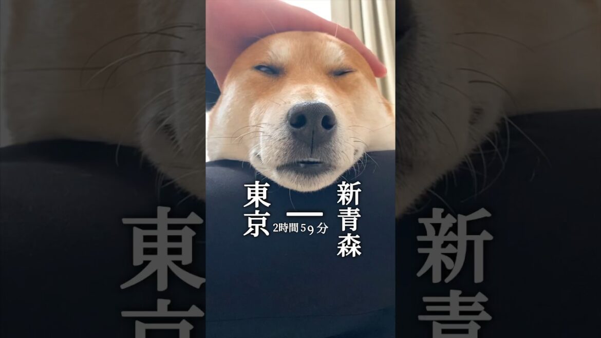 リニアモーター犬なら静岡通れるかな#犬#柴犬#鉄道