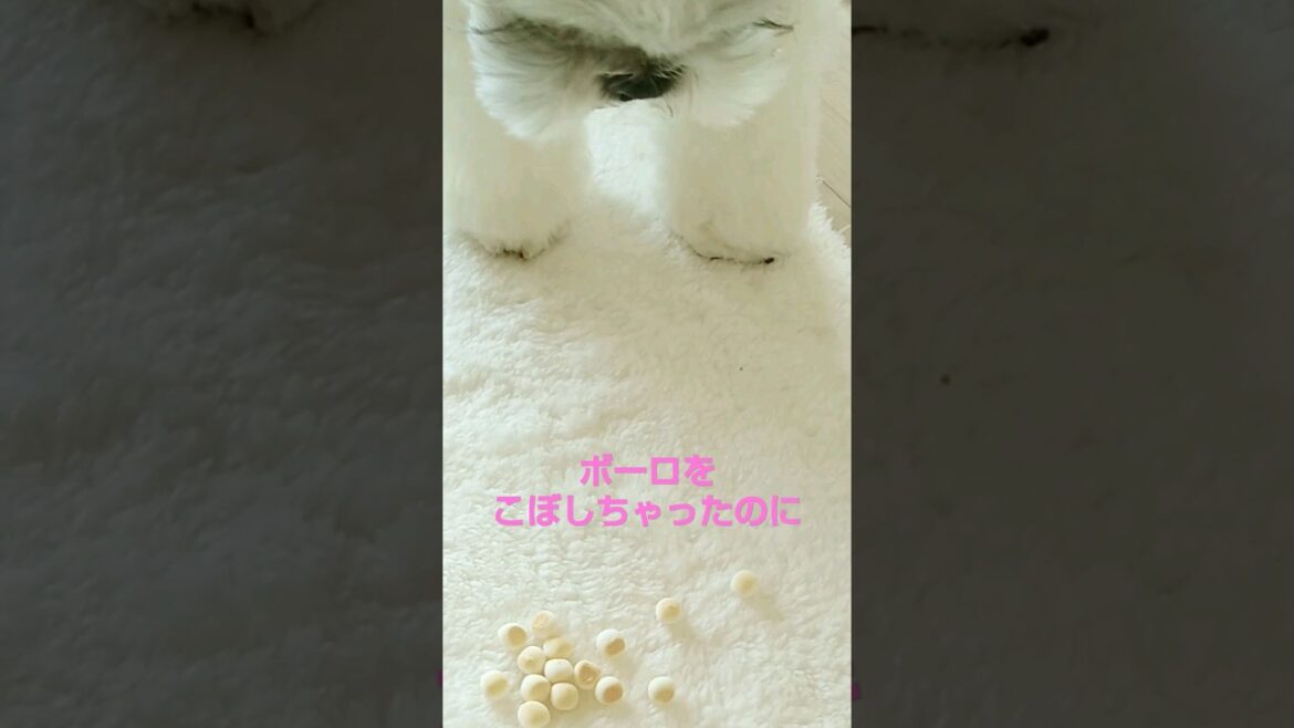 アレッ？おやつをこぼしちゃったら【シーズー】#shorts