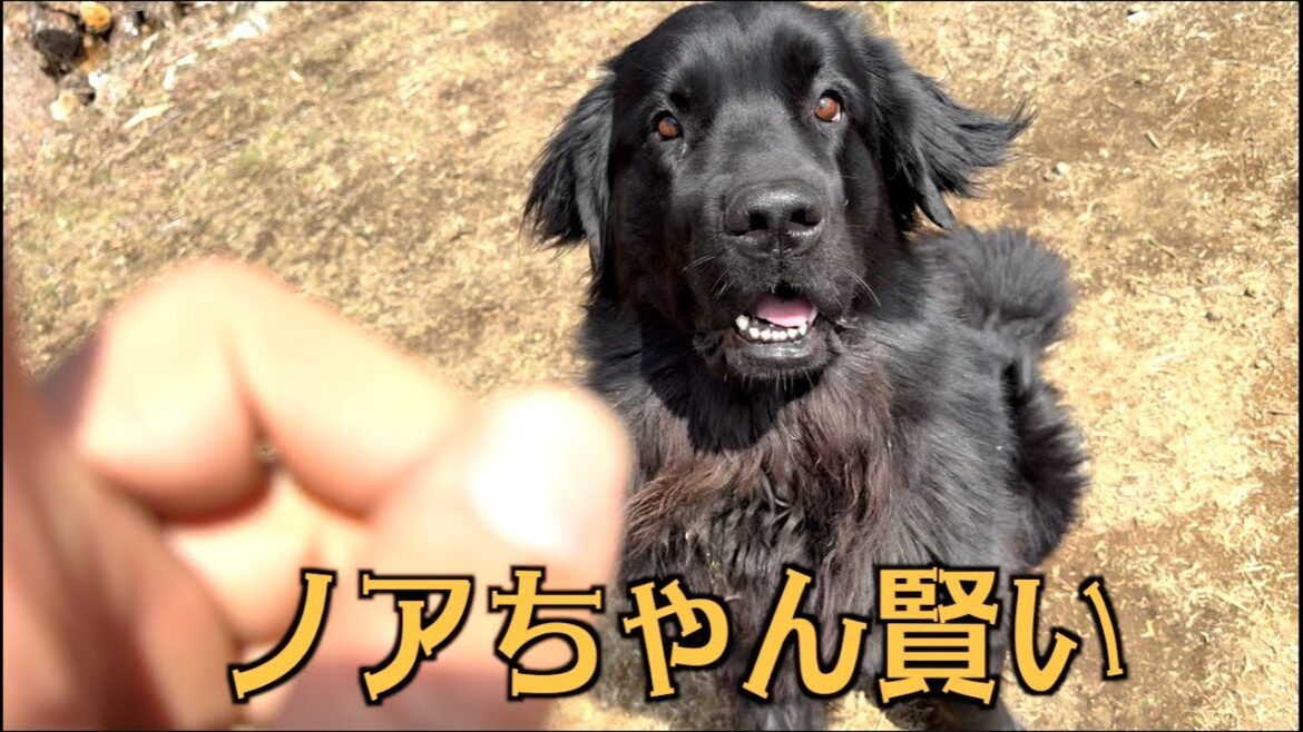意外に賢いノアちゃん