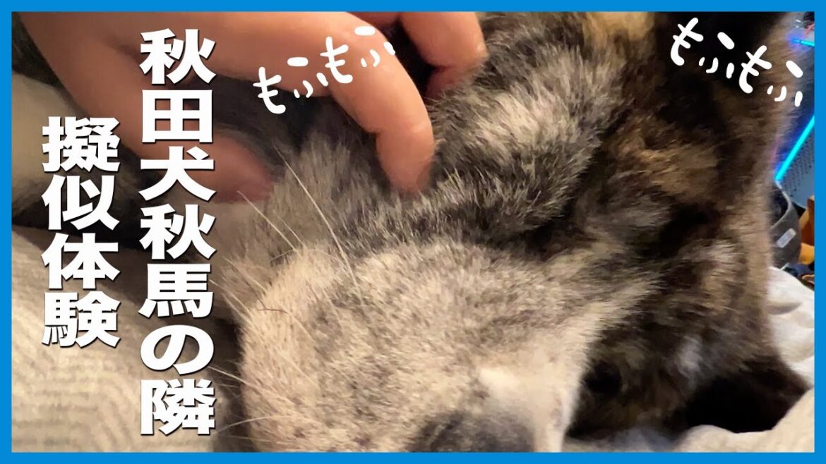 秋田犬秋馬が隣にいる！？秋馬の隣を擬似体験【大型犬】【akita dog】