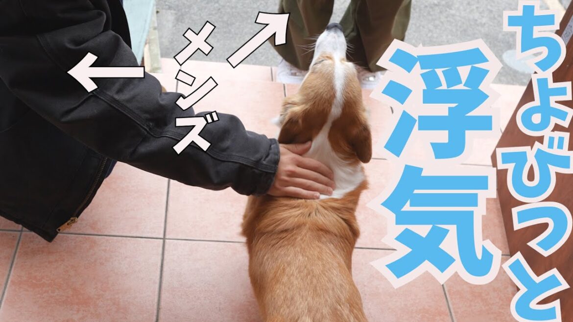 うっかり浮気しそうになるコーギー犬