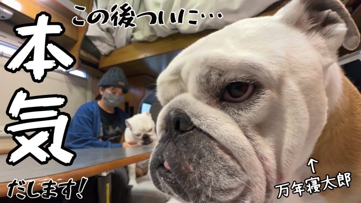 何時もやる気ゼロの愛犬、5歳にして楽しみを見つけてくれてパパ&ママ感涙！！