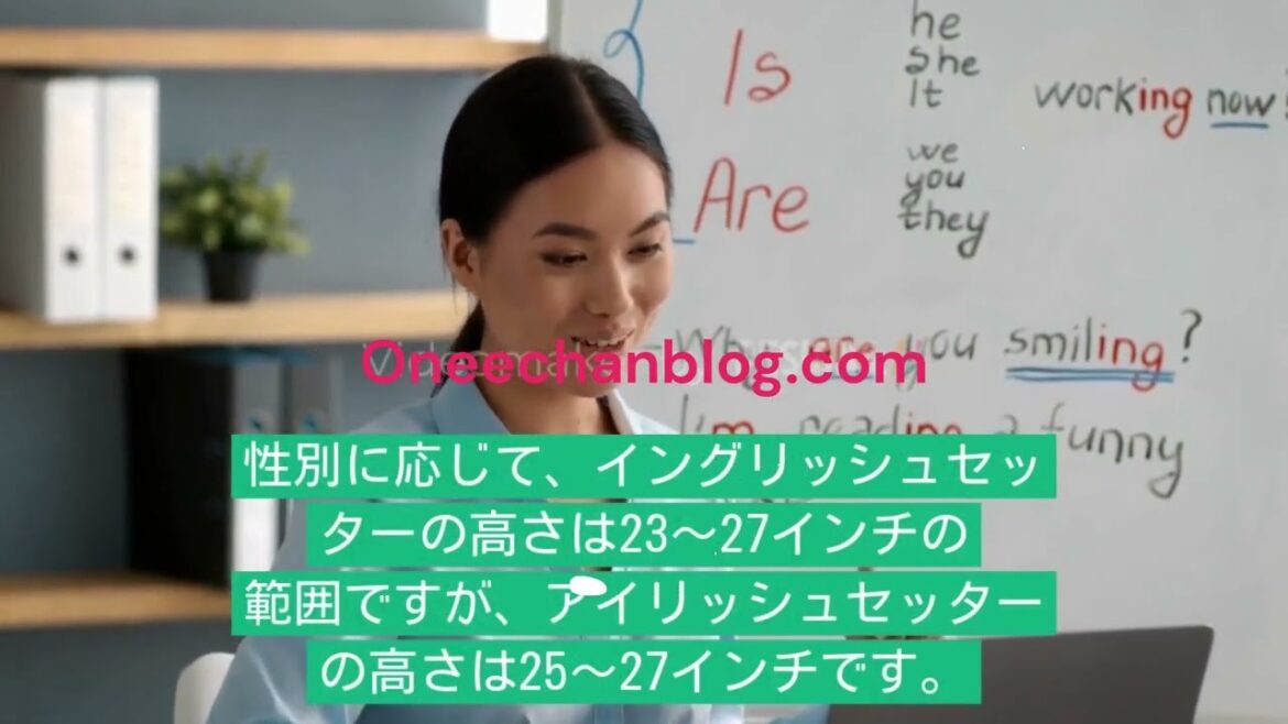 イングリッシュセッターとアイリッシュセッター：違いはありますか？ | version full