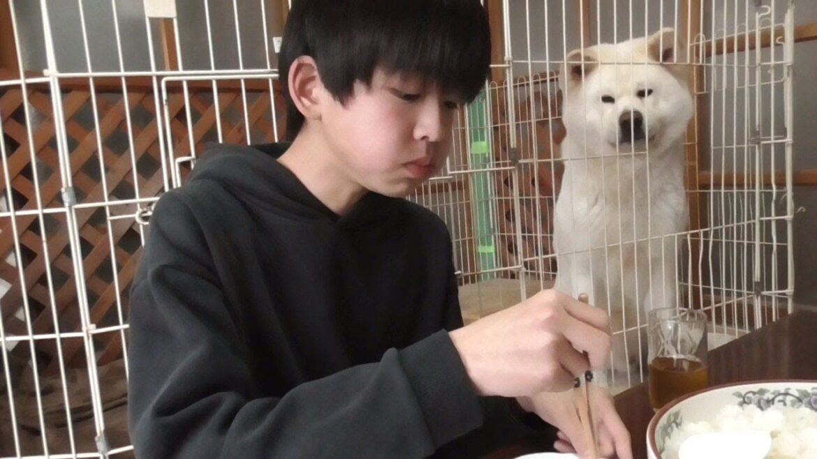 【秋田犬ゆうき】お兄ちゃんが衣装チェンジをしたので飼い主が着こなし方を伝授してあげました【akita dog】