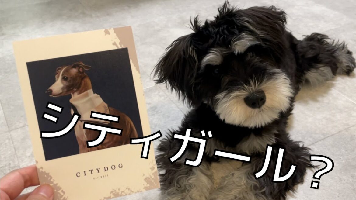 【ミニチュアシュナウザー子犬】おしゃれな首輪で憧れのシティドッグになりたい
