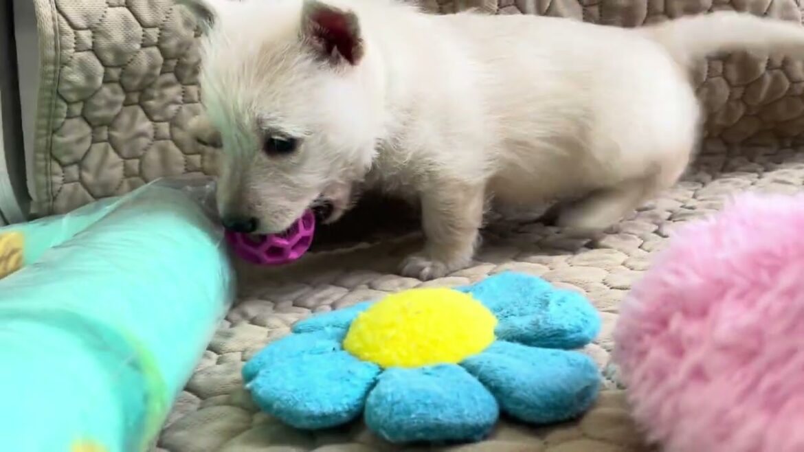 スコティッシュテリア（スコッチテリア）子犬