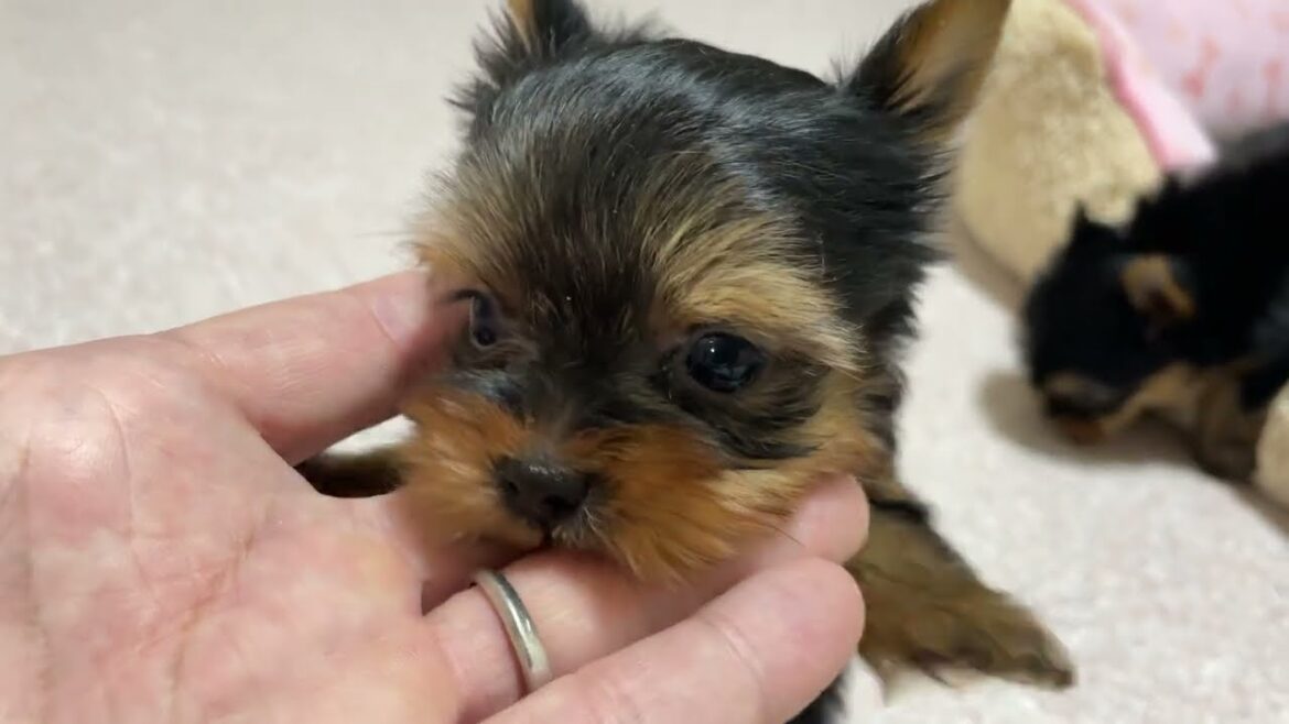 ヨークシャーテリアの子犬ちゃん