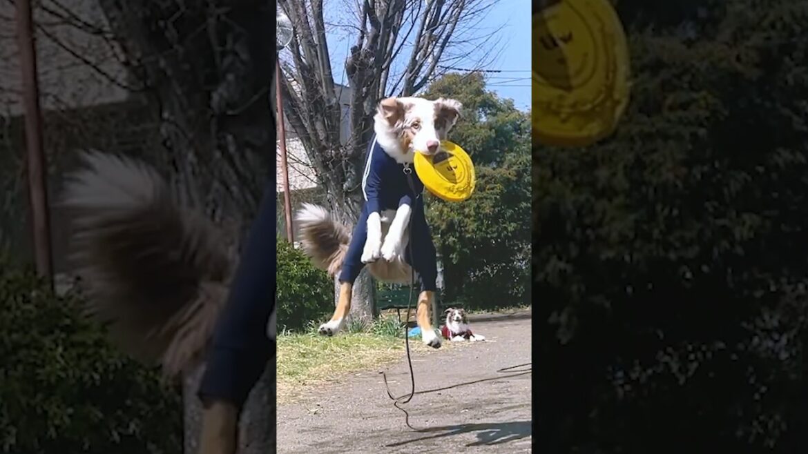 フリスビーをはじめて2ヶ月でアスリート級の身体能力を発揮する犬😂【ボーダーコリー・オーストラリアンシェパード】 #shorts