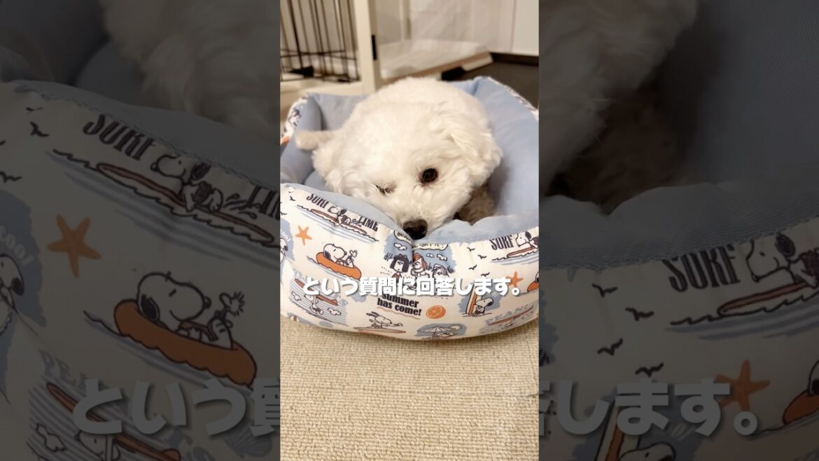 これって何してるの？　#トイプードル #トイプードルみみと暮らす #犬 #ペット #子犬 #犬のいる暮らし #犬のいる生活 #イッヌ