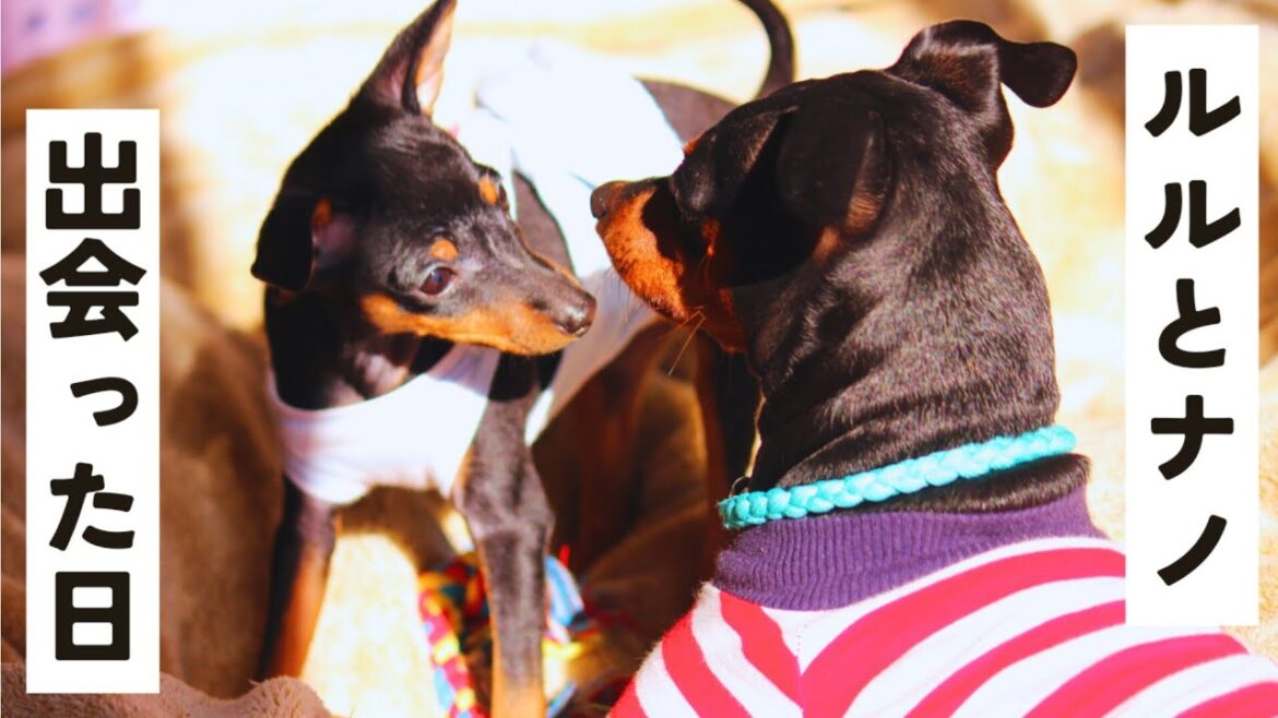 先住犬がピンシャーの子犬と仲良くなるまで【多頭飼い】