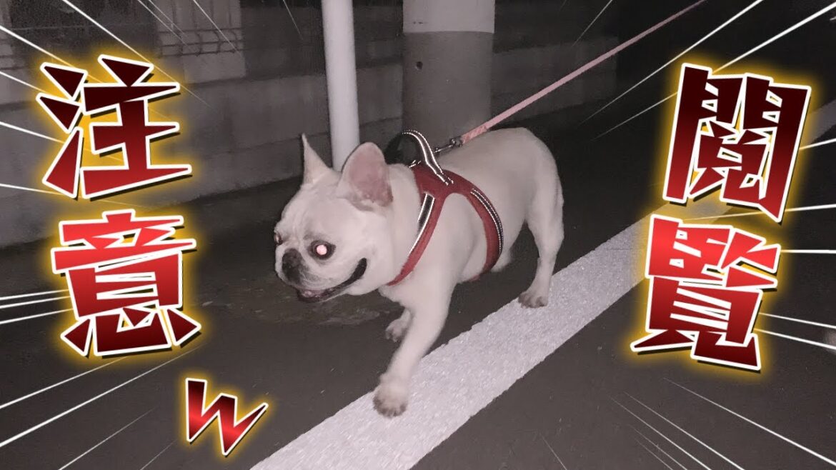 夜の散歩はホラー過ぎたwww【フレンチブルドッグ frenchbulldog】 夜の散歩はホラー過ぎたwww【フレンチブルドッグ frenchbulldog】