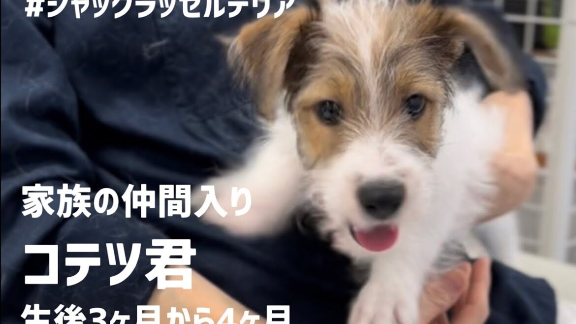 #ジャックラッセルテリア コテツ君家族の仲間入り 生後3ヶ月〜4ヶ月 2021/11/1