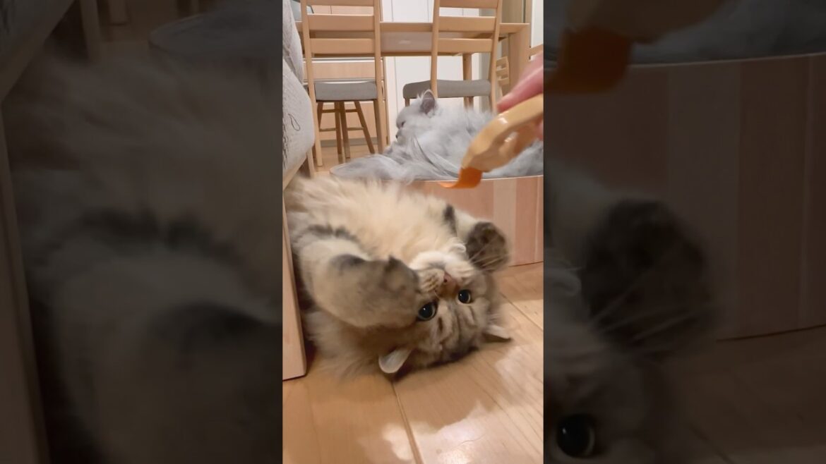 ブラッシングしたいお母さんとさせない子猫 【サイベリアン】 #Shorts