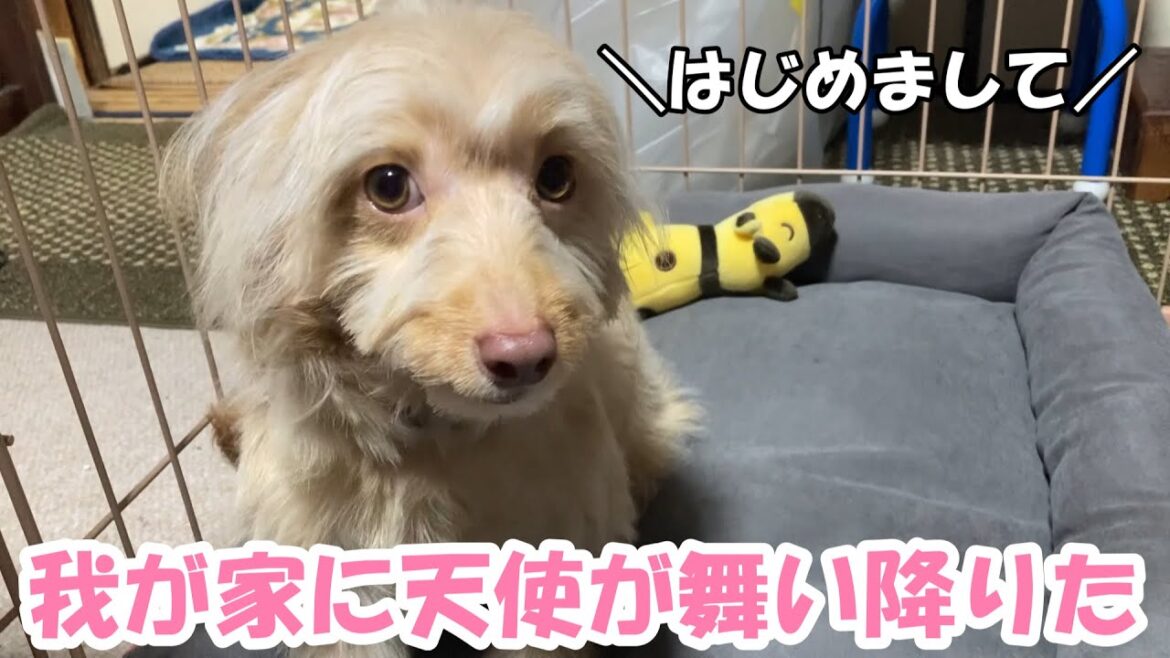 【お迎え初日】生後７か月の可愛い過ぎる天使がやってきた🐶チャイニーズクレステッドドッグ×ミニチュアダックスフンドのミックス犬